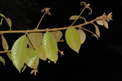 Hugonia belli